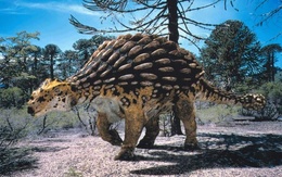 3d обои Ankylosaure-травоядный динозавр,6-10 метров в длину,Северная Америка(95-65млн.лет назад)  1280х800