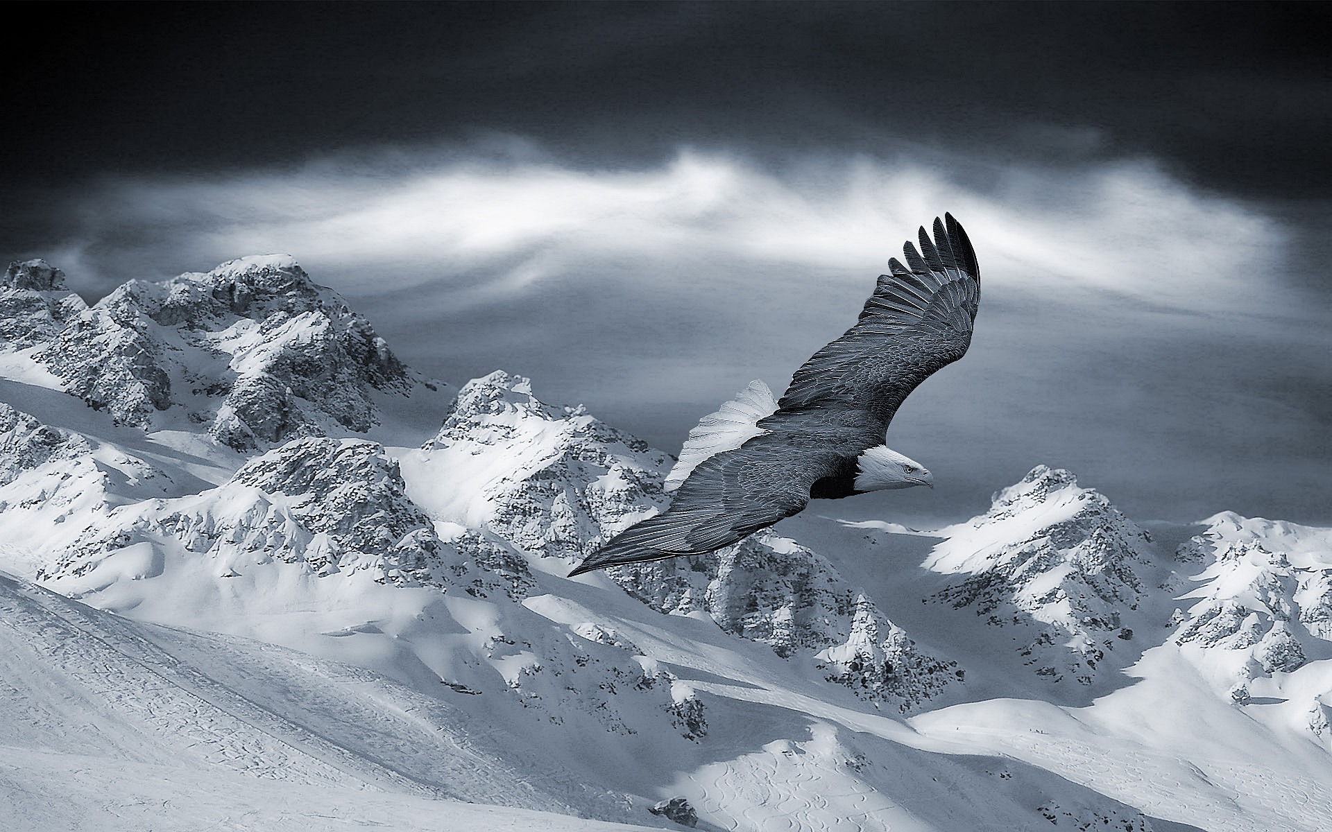 3d обои Орёл в полёте над снежными просторами  снег # 80701