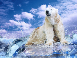 3d обои Белый медведь на льдинах  снег