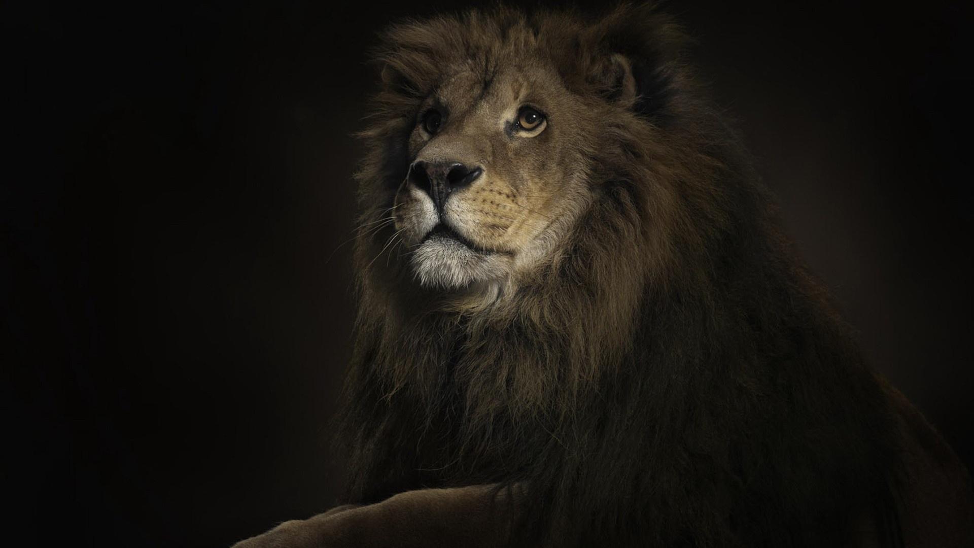 3d обои Царь зверей  львы # 51604