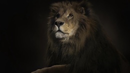 3d обои Царь зверей  львы