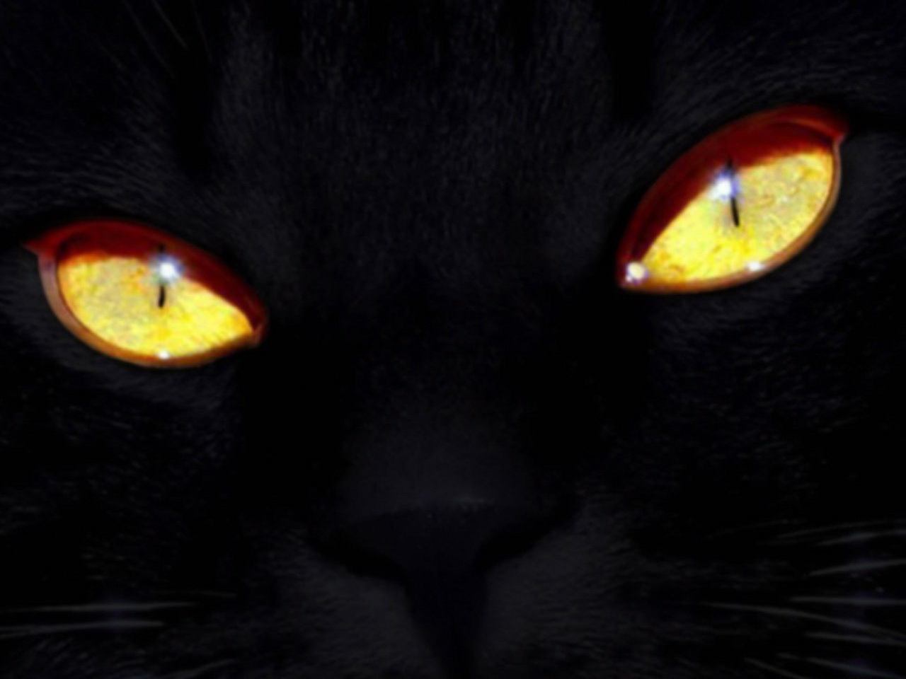 3d обои Черный кот с желтыми глазами  1280х960 # 4504