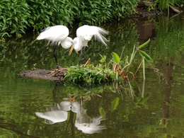3d обои Белые цапли на болоте  птицы