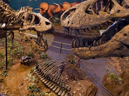 3d обои Палеонтологический музей.Скелеты и чучела  динозавров  динозавры