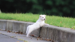 3d обои Белый щенок стоит на бордюре  собаки