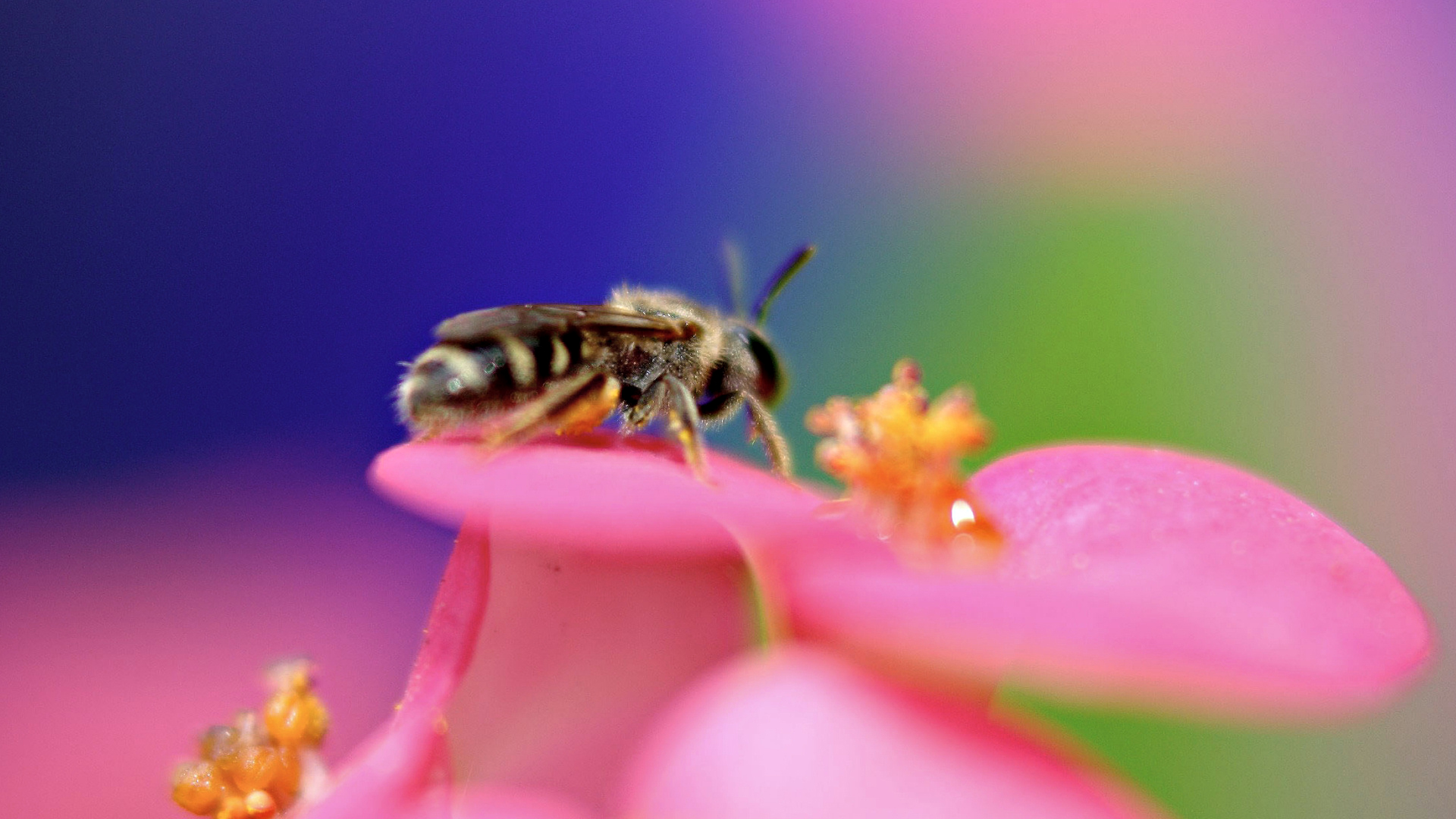 3d обои пчела собирает пыльцу  насекомые # 59898