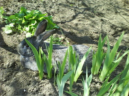 3d обои Пепельный кролик отдыхает в тени  кролики