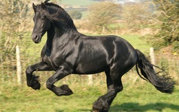 3d обои Чёрный тяжеловоз  лошади