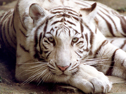 3d обои Белый усурийский тигр  тигры