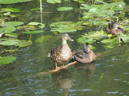 3d обои Отдых уток на болоте  птицы