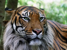 3d обои Тигр  тигры