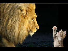 3d обои Смелый котёнок , ему и лев нипочём  львы
