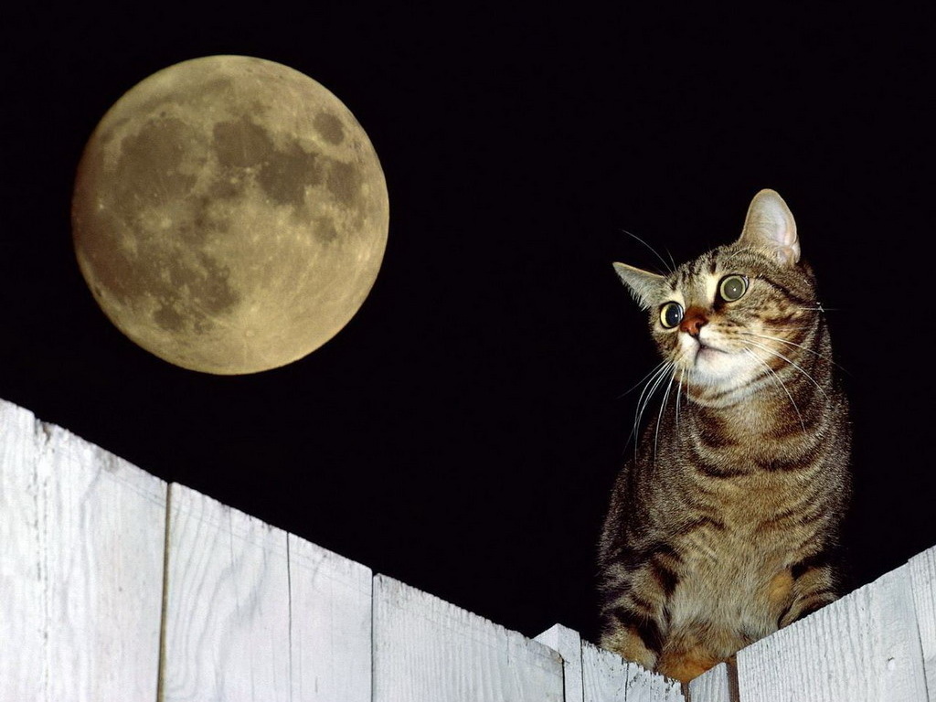 3d обои Луна и кошка  1024х768 # 191