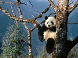 3d обои Панда очень удобно устроился на дереве  медведи