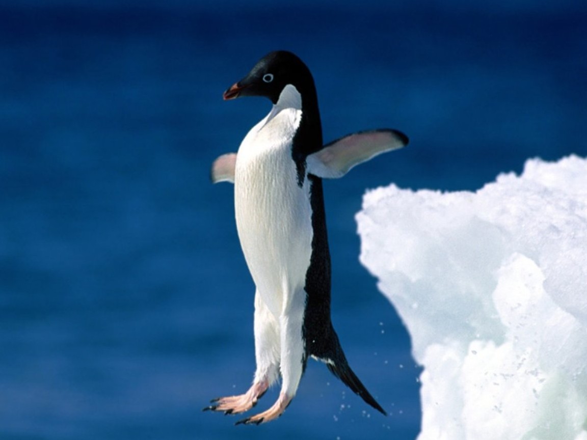 3d обои Пингвин в прыжке в воду  снег # 80697