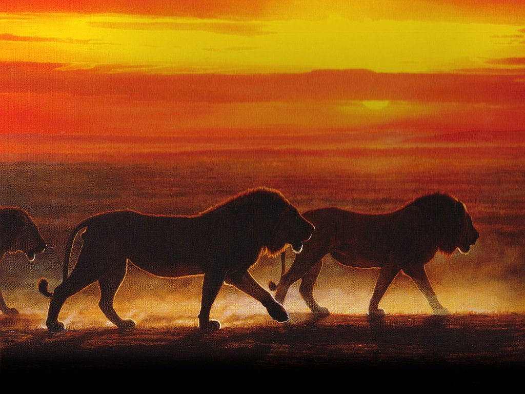3d обои Африканский закат. Львы степенно идут по саване  львы # 51600