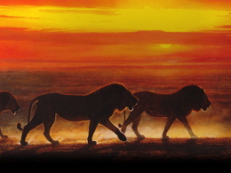 3d обои Африканский закат. Львы степенно идут по саване  львы