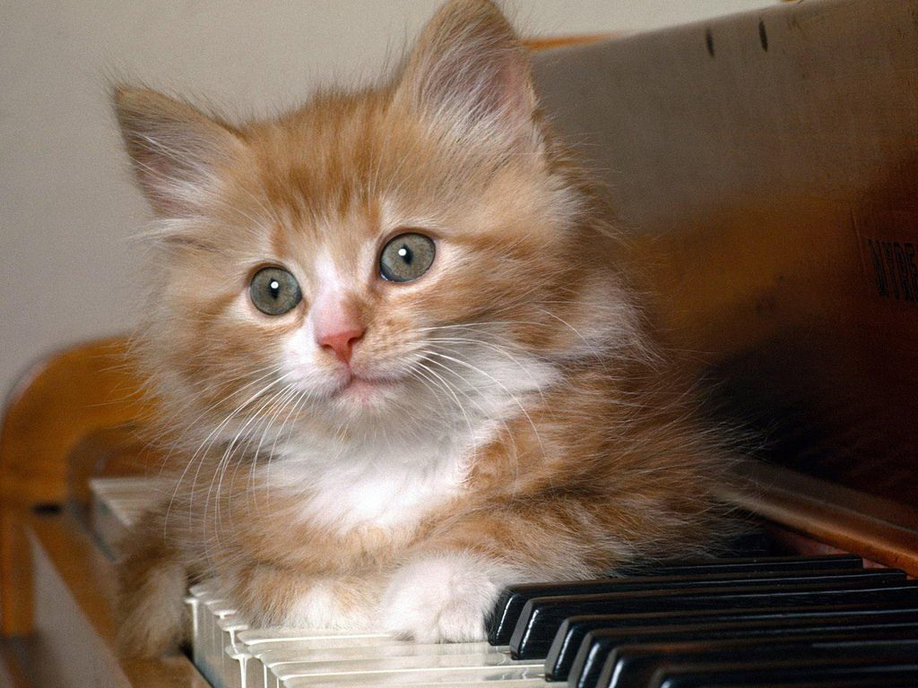 3d обои Музыкальный котенок расположился на пианино  1024х768 # 176