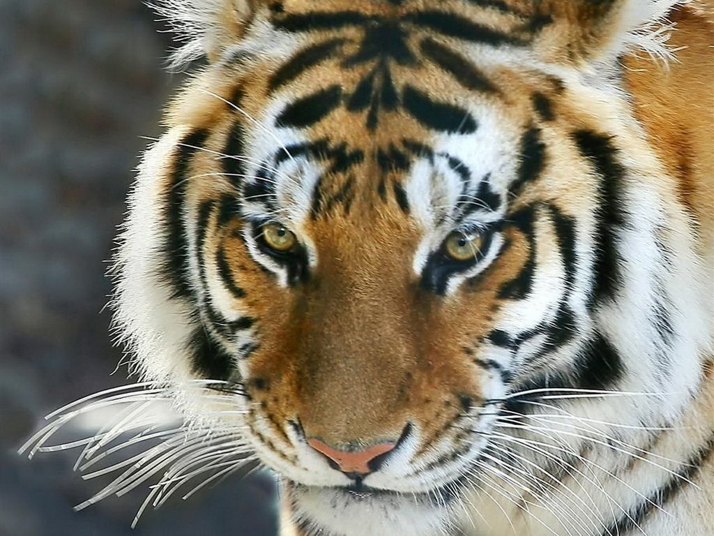 3d обои Красавец тигр  тигры # 83301