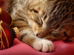3d обои Котик спит с красными шарами  новый год
