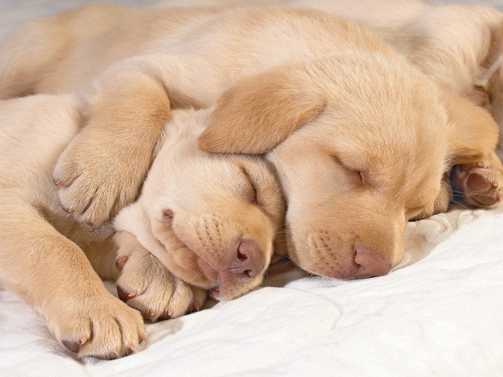 3d обои Спящие лабрадоры  собаки # 81317
