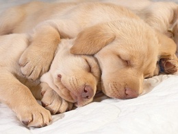3d обои Спящие лабрадоры  собаки