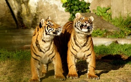 3d обои Очень удивленные тигры  тигры