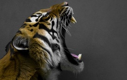 3d обои Зевающий тигр  тигры