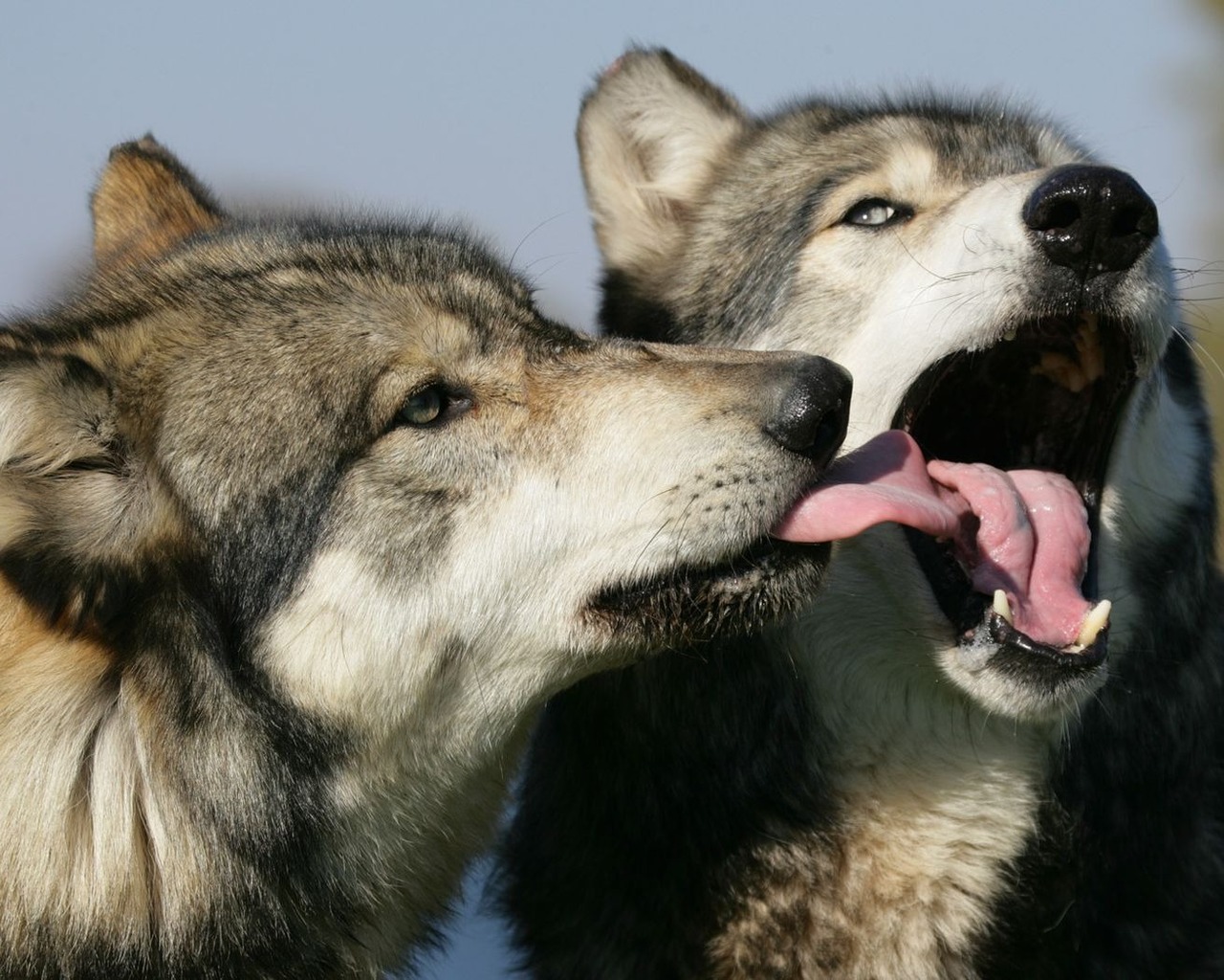 3d обои Поцелуи волков  волки # 23564