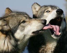 3d обои Поцелуи волков  волки
