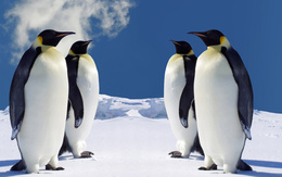 3d обои 4 императорских пингвина  снег