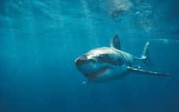 3d обои большая белая акула в своей стихии  подводные