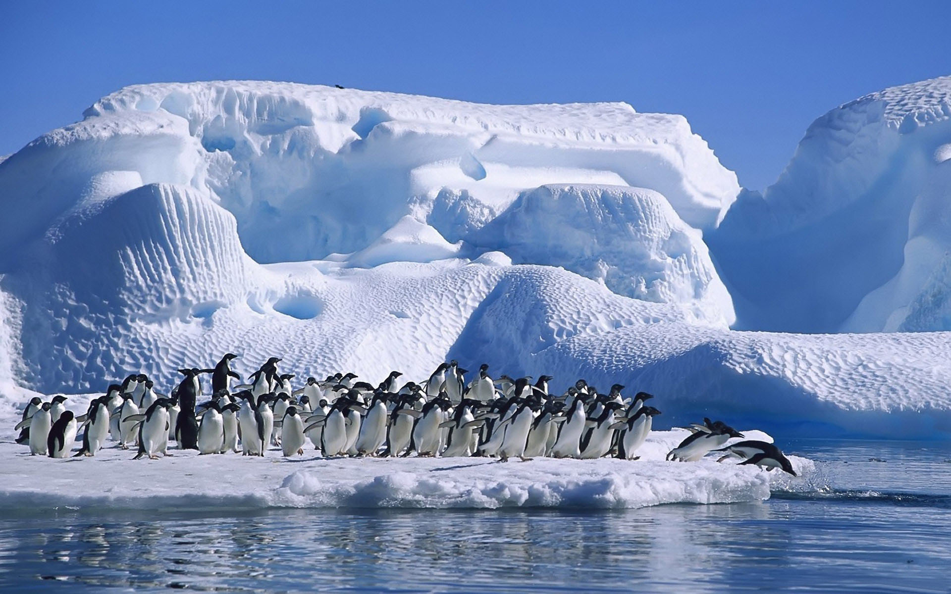 3d обои стая пингвинов в строгой очерёдности заходит в воду с айсберга  снег # 80691