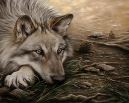 3d обои Красивый волк лежит на земле среди травы и шишек  волки