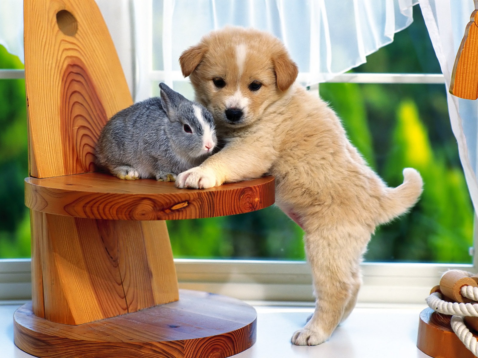 3d обои Маленький щенок стоит возле кролика, который сидит на стуле  собаки # 81315