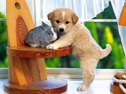 3d обои Маленький щенок стоит возле кролика, который сидит на стуле  собаки