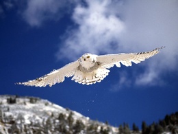 3d обои белая сова в полёте над лесом  птицы