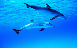 3d обои Пара дельфинов  подводные