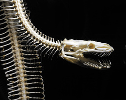3d обои Скелет змеи на чёрном фоне  змеи