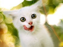 3d обои Белый котёнок высунул язык  милые