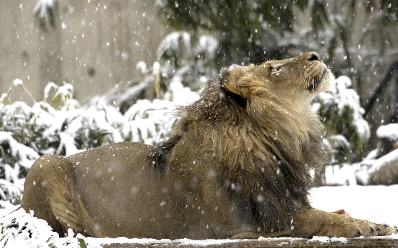 3d обои Красивый лев лежит под снегом  зима # 40886