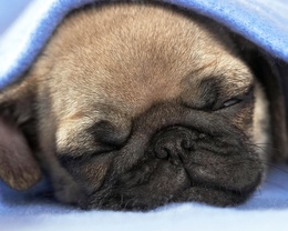 3d обои Мопс спит под голубым одеялом  собаки