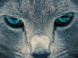3d обои Напряжённый кошачий взгляд  глаза