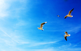 3d обои Чайки в синем небе  птицы
