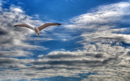 3d обои Одинокая чайка летит по небу,затянутому хмурыми облаками  птицы