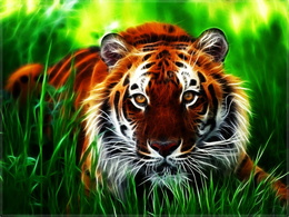 3d обои Тигр в траве  тигры