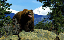 3d обои Медведь явно чем-то недоволен  горы