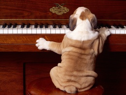 3d обои Английский бульдог  играет на пианино(UNIVERSAL)  собаки