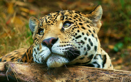 3d обои Задумчивый леопард лежит на бревне  леопарды