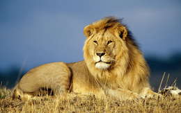 3d обои африканский лев на отдыхе  львы